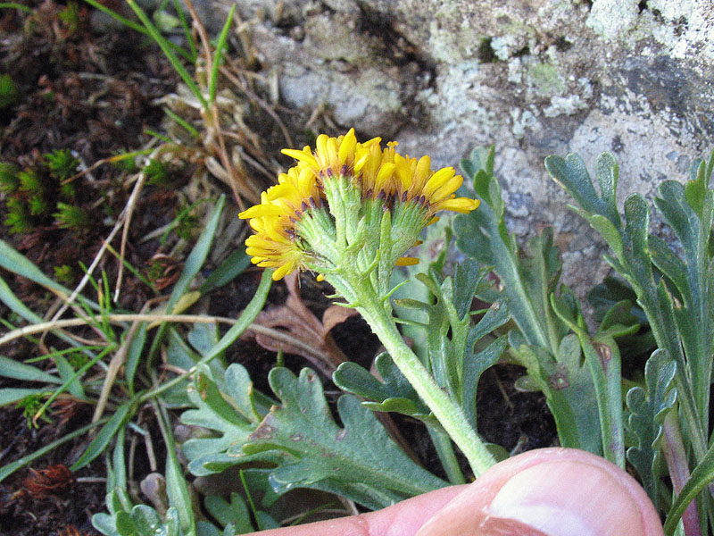 Jacobaea carniolica  / Senecione della Carniola